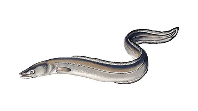 gladde paling presenteert: onderwaterwereld 